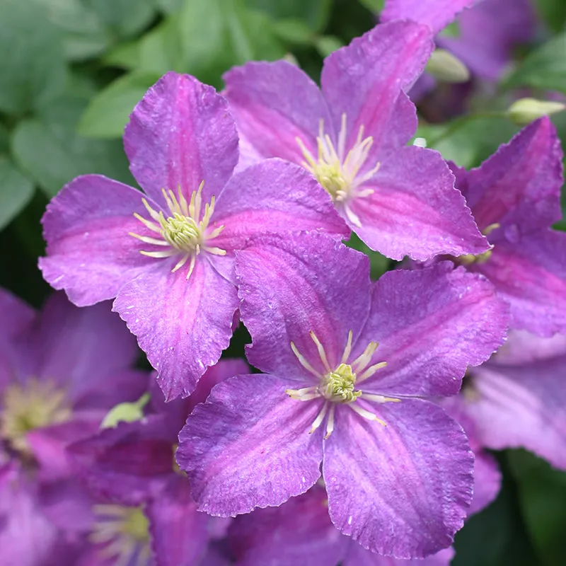 Jolly Good™ Clematis