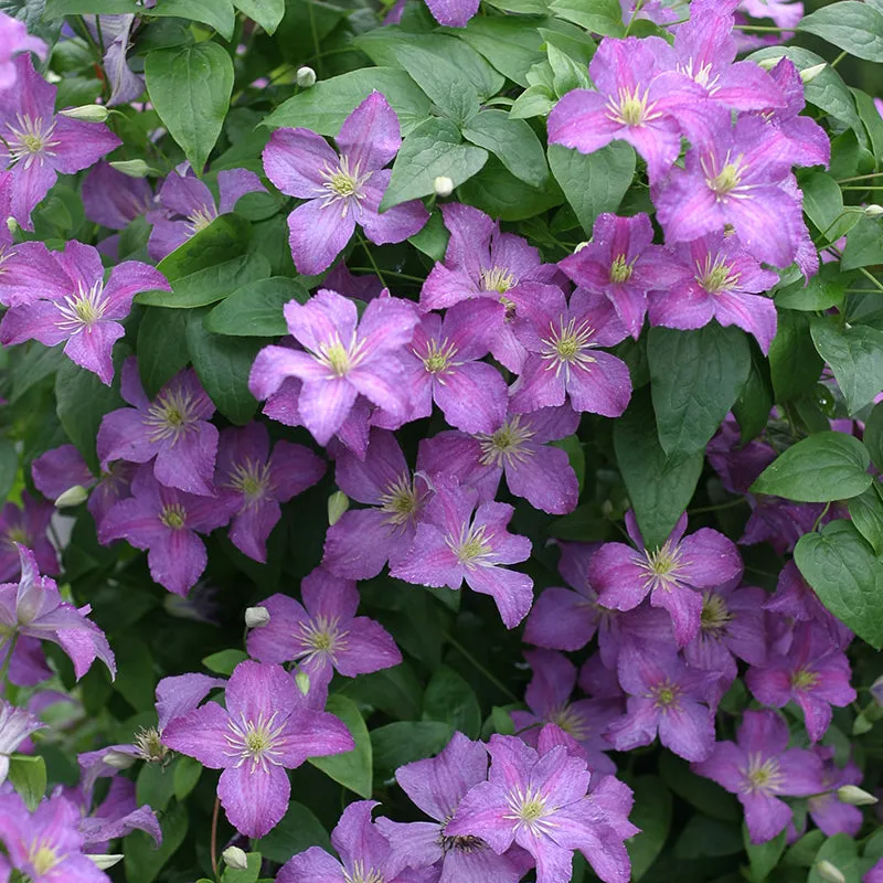 Jolly Good™ Clematis