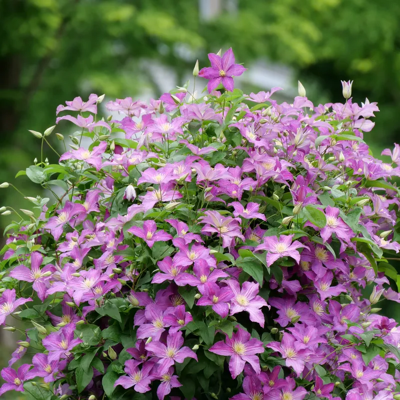 Jolly Good™ Clematis