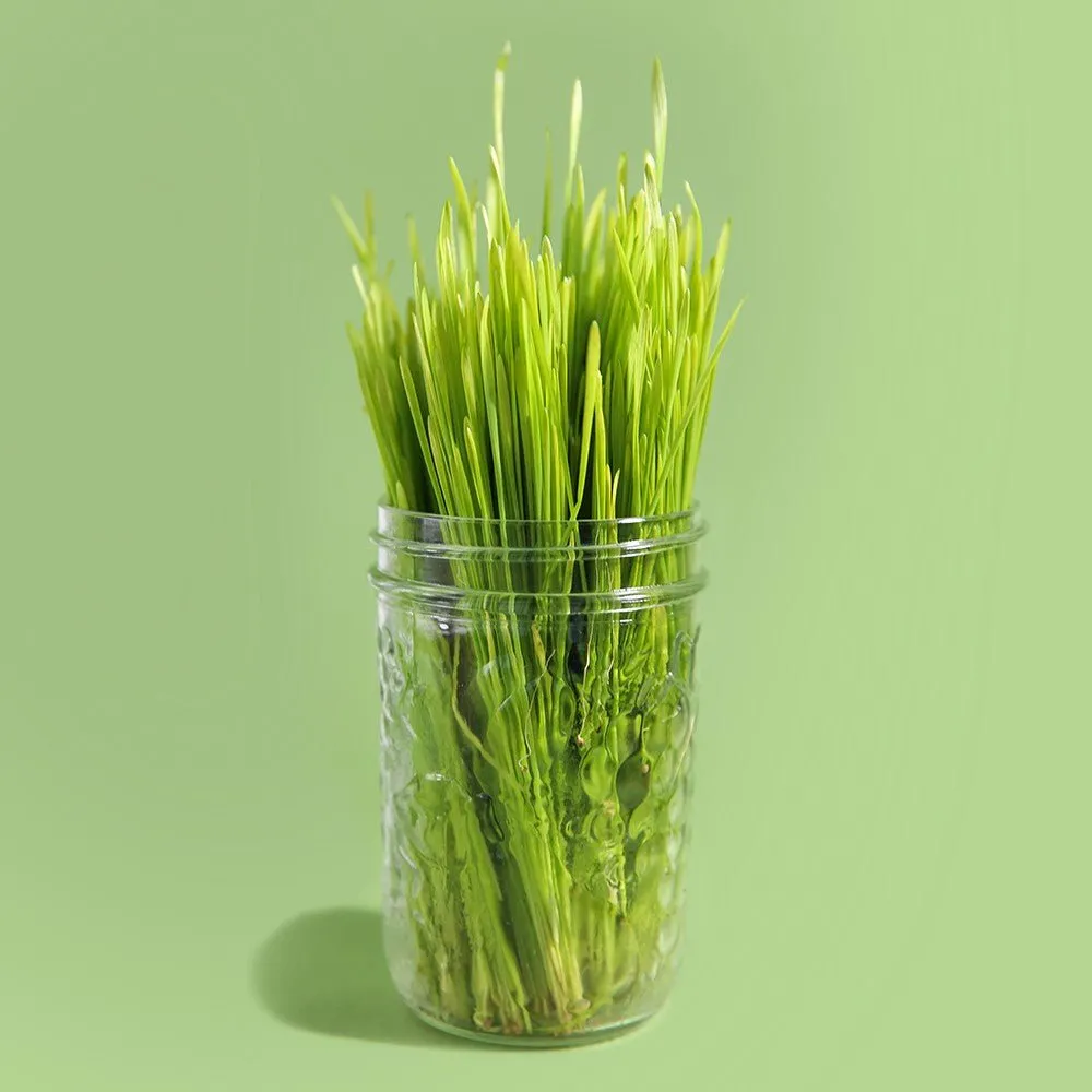 Organic Wheatgrass Sprouting Seed